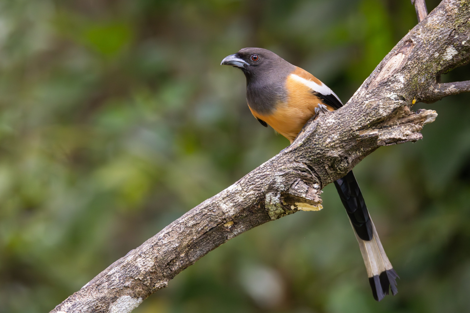 image Rufous Treepie